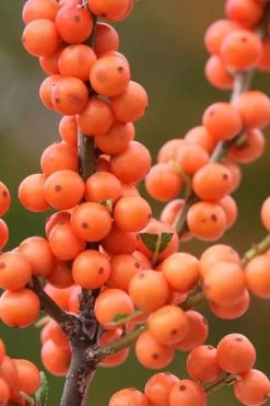 Winter Gold Female Winterberry Holly - 1 Gallon Pot