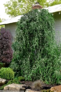 Weeping Yaupon Holly (Ilex Vomitoria 'Pendula') - 7 Gallon Pot (4-5')