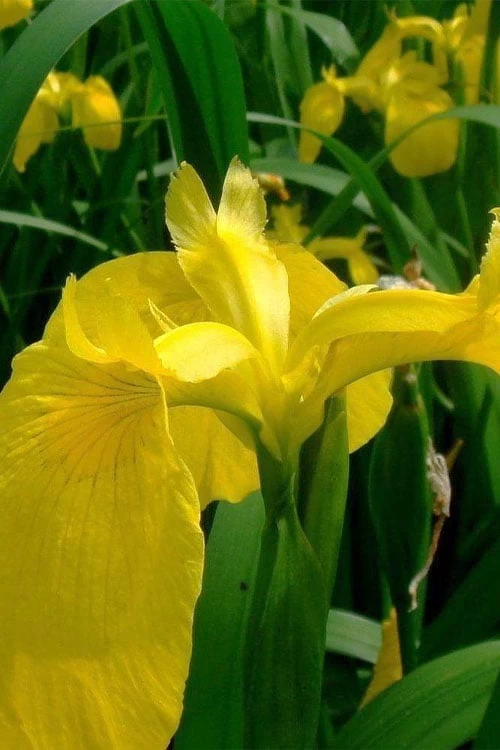 Yellow Flag Iris - 8 Pack Of 1 Gallon Pots - Image 8