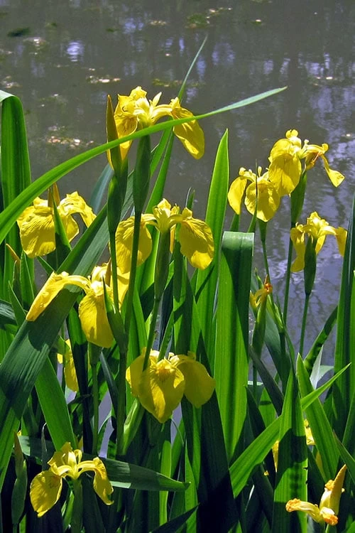 Yellow Flag Iris - 8 Pack Of 1 Gallon Pots - Image 5
