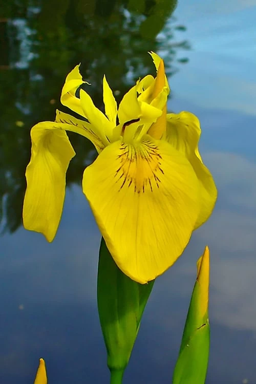 Yellow Flag Iris - 8 Pack Of 1 Gallon Pots