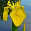 Yellow Flag Iris - 1 Gallon Pot