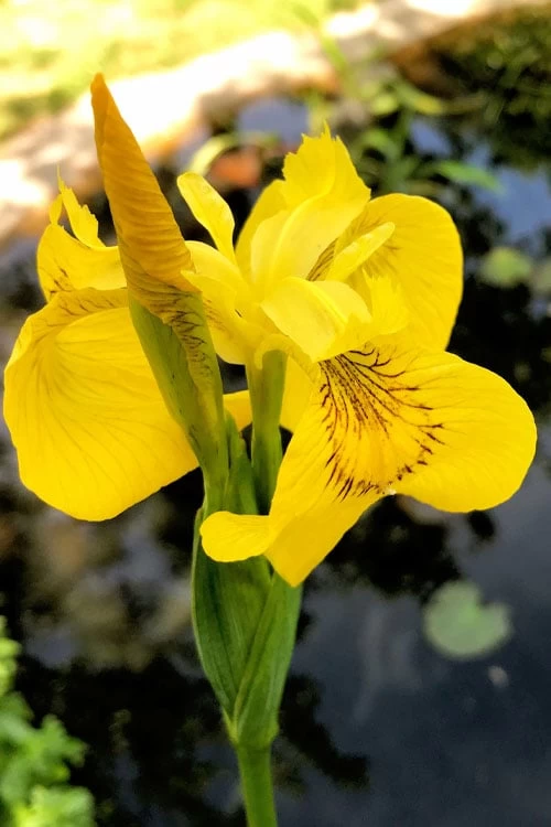 Yellow Flag Iris - 8 Pack Of 1 Gallon Pots - Image 7