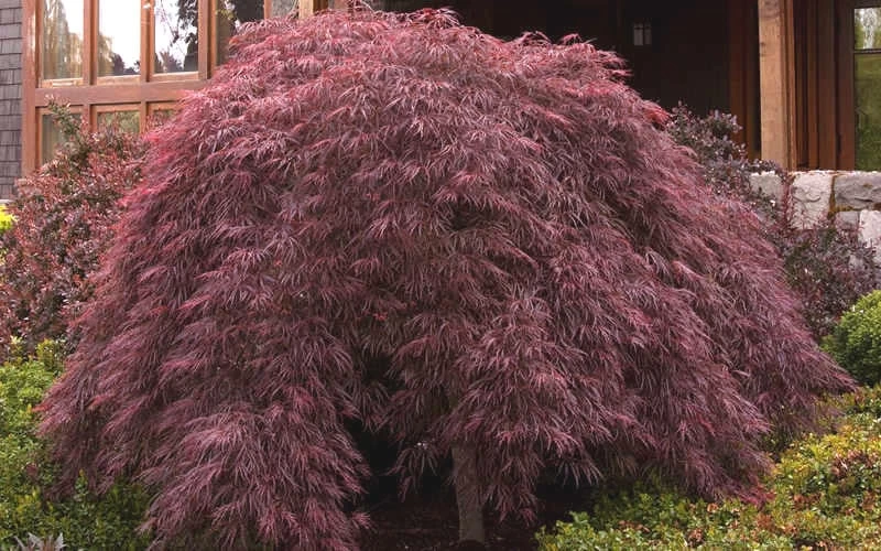 Crimson Queen Dwarf Japanese Maple (High Graft Tree Form) - 1 Gallon Pot - Image 4