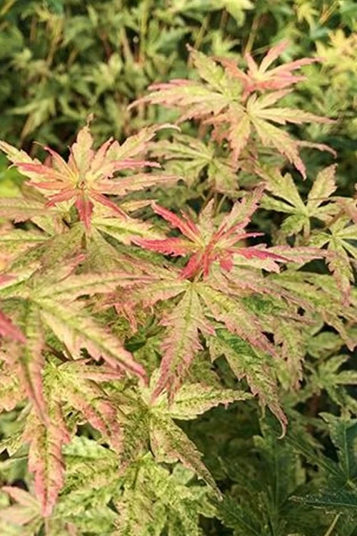Radiant Variegated Japanese Maple - 5 Gallon Pot - Image 4