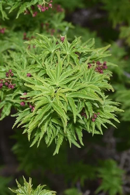 Lions Head Japanese Maple (Acer Palmatum 'Shishigashira') - 2.5 Gallon Pot - Image 7