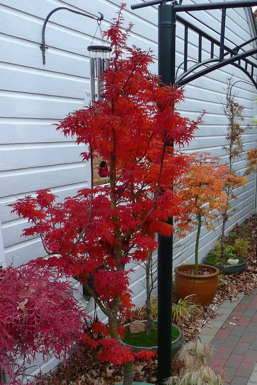 Lions Head Japanese Maple (Acer Palmatum 'Shishigashira') - 2.5 Gallon Pot - Image 8