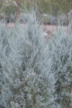 Moonglow Pyramidal Blue Juniper - 3 Gallon Pot