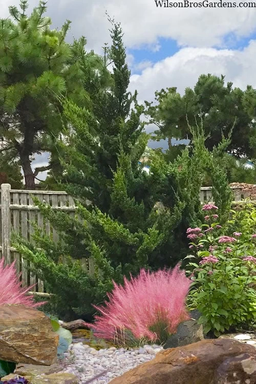 Hollywood Torulosa Juniper - 3 Gallon Pot - Image 4