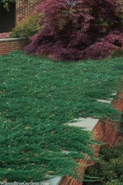 Blue Rug Juniper - 1 Gallon Pot