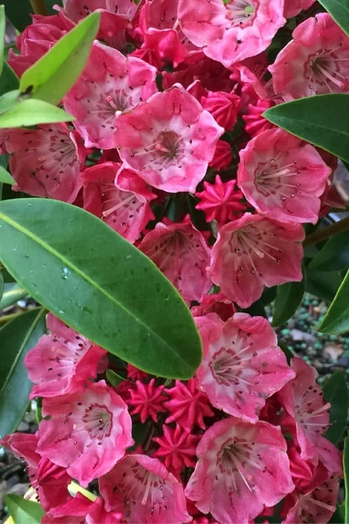 Raspberry Glow Mountain Laurel (Kalmia Latifolia) - 3 Gallon Pot - Image 4