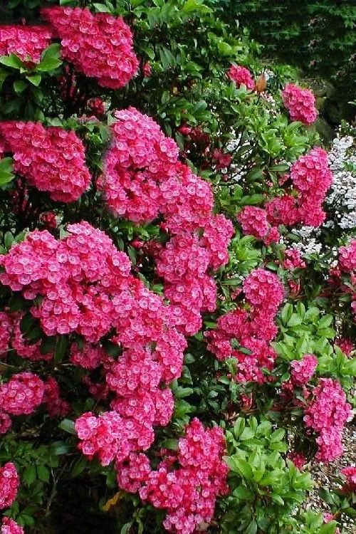 Raspberry Glow Mountain Laurel (Kalmia Latifolia) - 3 Gallon Pot - Image 5