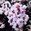 Ebony Glow Crape Myrtle - 3 Gallon Pot