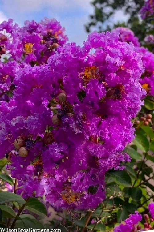 Twilight Purple Crape Myrtle - 3 Gallon Pot - Image 5