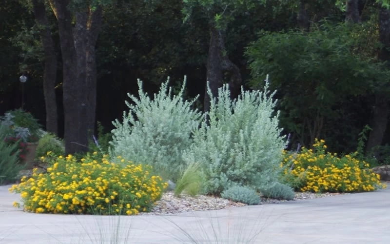 New Gold Hardy Lantana - 5 Pack Of Quart Pots - Image 5