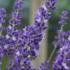 Big Time Blue Lavender - 6 Pack Of 1 Gallon Pots