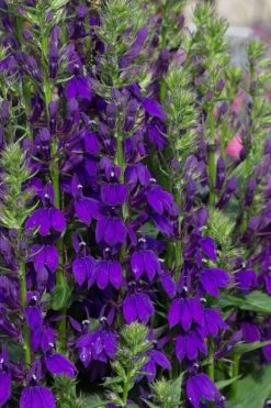Starship Blue Cardinal Flower (Lobelia) - 1 Gallon Pot