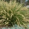 Katrinus Deluxe Lomandra - 1 Gallon Pot