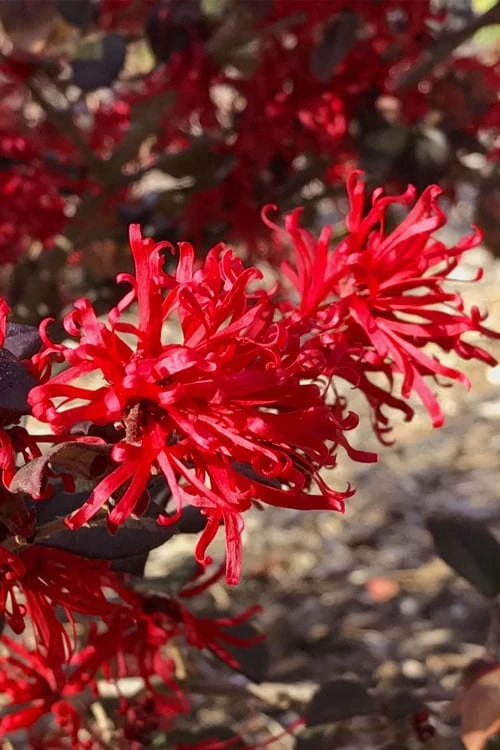Ever Red Loropetalum (Chinese Fringeflower) - 2 Gallon Pot - Image 4