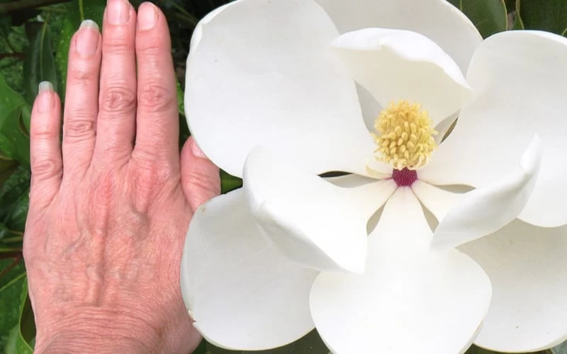 Edith Bogue Cold Hardy Evergreen Magnolia - 1 Gallon Pot - Image 5