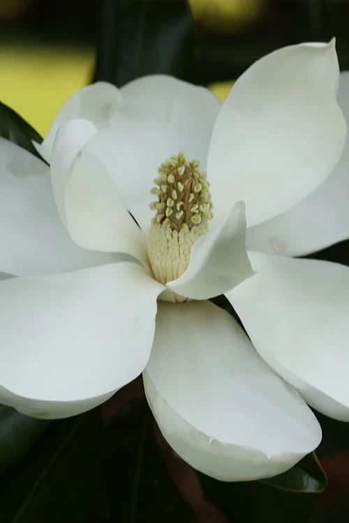 Edith Bogue Cold Hardy Evergreen Magnolia - 1 Gallon Pot