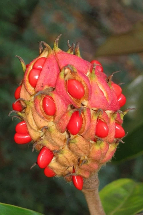 Edith Bogue Cold Hardy Evergreen Magnolia - 1 Gallon Pot - Image 8