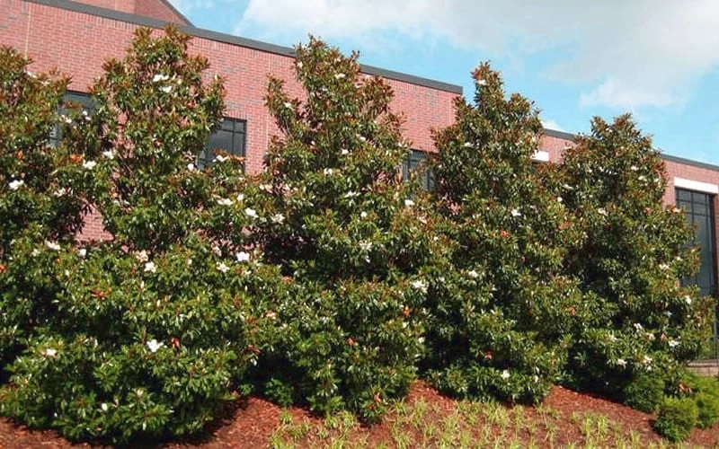 Little Gem Dwarf Southern Magnolia - 3 Gallon Pot (1.5-2.5') - Image 4