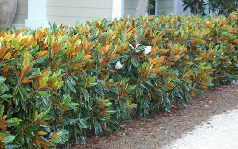 Little Gem Dwarf Southern Magnolia - 3 Gallon Pot (1.5-2.5') - Image 8