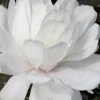 Wildcat Star Magnolia Tree - 3 Gallon Pot