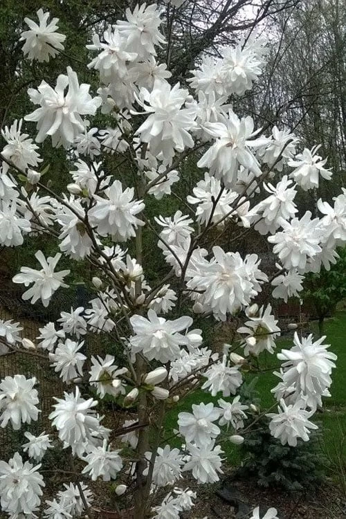 Wildcat Star Magnolia Tree - 3 Gallon Pot - Image 4