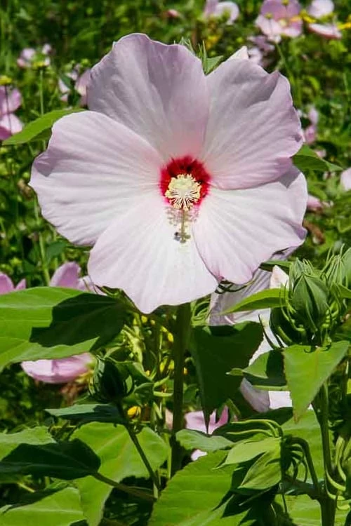 Rose Mallow Hardy Hibiscus (Hibiscus Moscheutos) - 1 Gallon Pot - Image 5