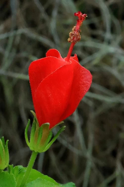 Turk's Cap Mallow - Malvaviscus Drummondii - 1 Gallon Pot - Image 10