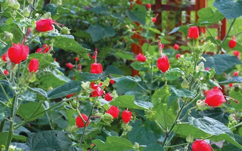 Turk's Cap Mallow - Malvaviscus Drummondii - 1 Gallon Pot - Image 9