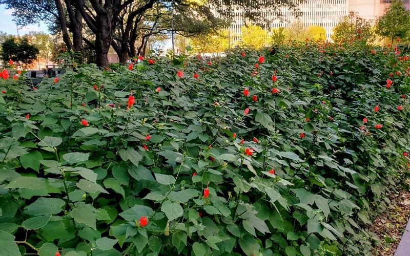 Turk's Cap Mallow - Malvaviscus Drummondii - 1 Gallon Pot - Image 8