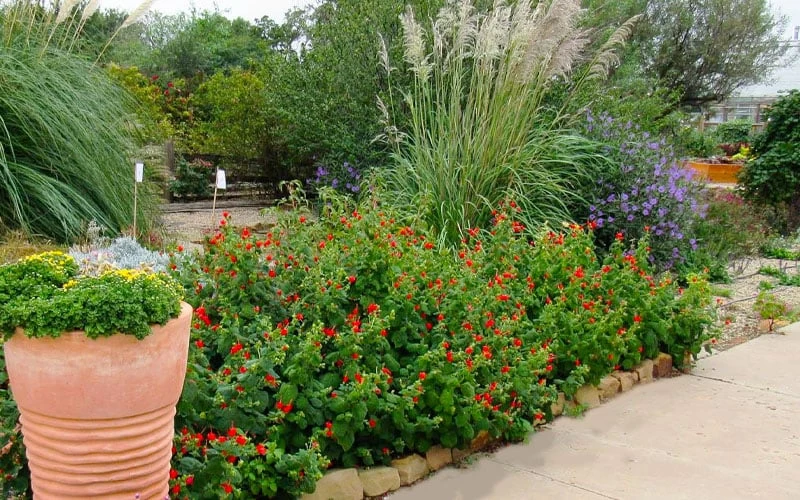 Turk's Cap Mallow - Malvaviscus Drummondii - 1 Gallon Pot - Image 7