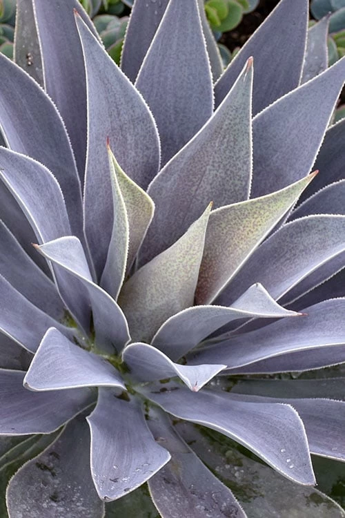 Lavender Lady Mangave - 1 Gallon Pot - Image 4