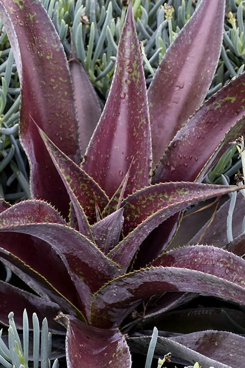 Mission To Mars Mangave - 1 Gallon Pot - Image 5