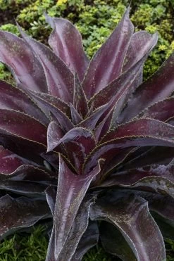 Mission To Mars Mangave - 1 Gallon Pot