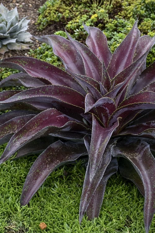 Mission To Mars Mangave - 1 Gallon Pot - Image 4