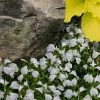 White Flowering Mazus - 18-Pack Of Pint Pots