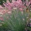 Savannah Ruby Grass (Melinus Nerviglumis) - 6 Pack Of 1 Gallon Pots