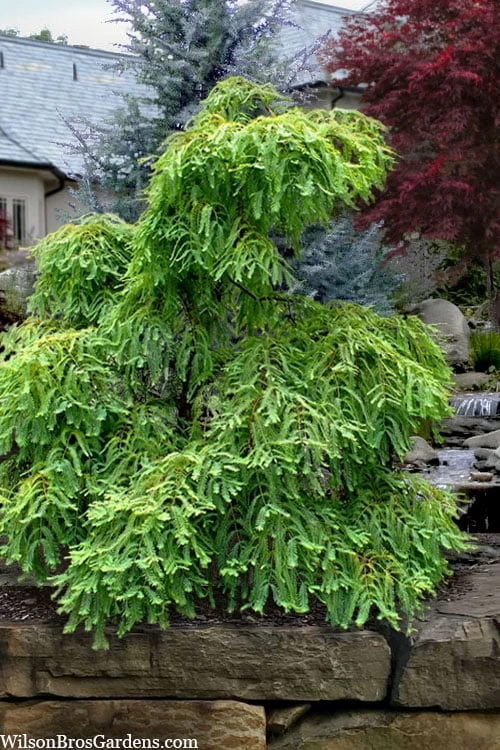Miss Grace Weeping Dawn Redwood Tree (Metasequoia) - 3 Gallon Pot - Image 5
