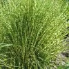 Gold Breeze Zebra Grass (Miscanthus) - 1 Gallon Pot