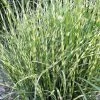 Bandwidth Dwarf Zebra Grass - 1 Gallon Pot