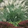 Little Kitten Dwarf Maiden Grass - Miscanthus Sinensis - 1 Gallon Pot