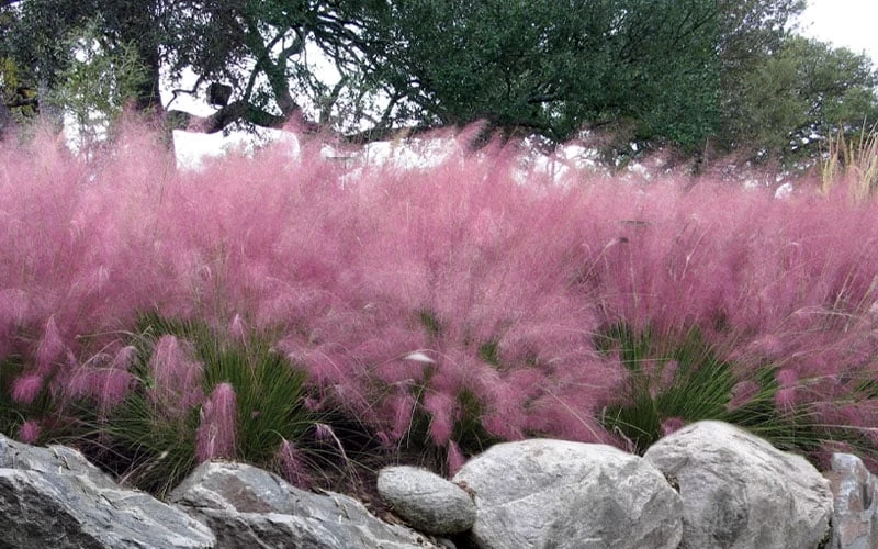 Pink Muhly Grass - Cotton Candy Grass - 1 Gallon Pot - Image 4