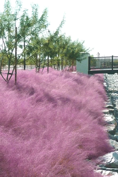 Pink Muhly Grass - Cotton Candy Grass - 3 Gallon Pot - Image 6