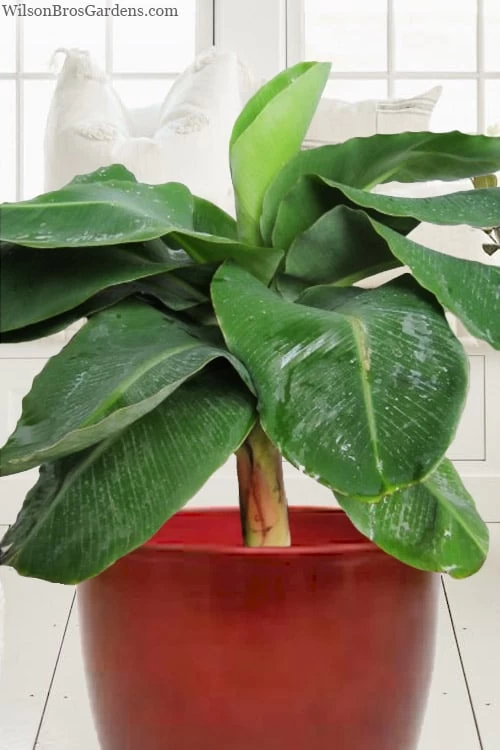 Little Prince Banana Plant - 1 Gallon Pot - Image 4