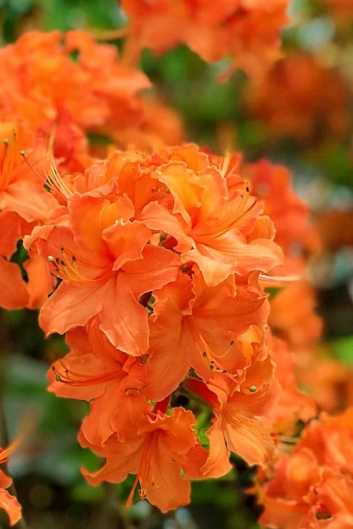 Mandarin Lights Cold Hardy Azalea (Rhododendron) - 6 Gallon Pot - Image 4