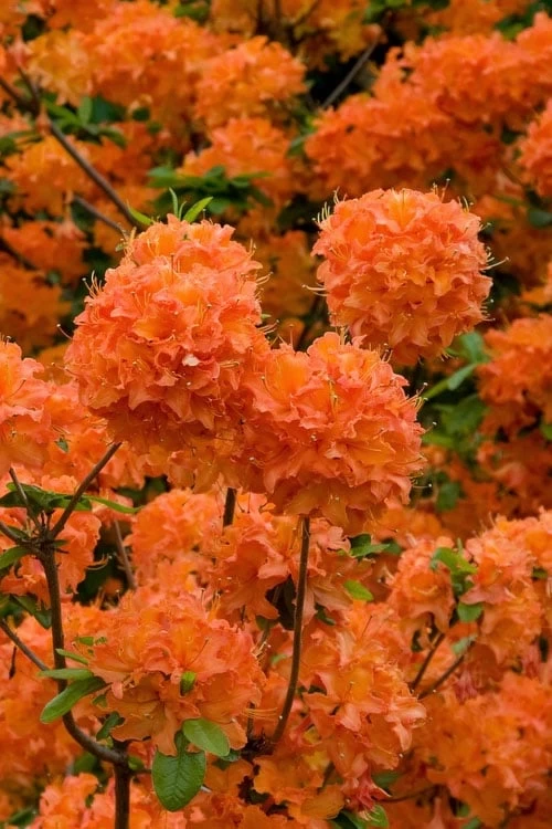 Mandarin Lights Cold Hardy Azalea (Rhododendron) - 6 Gallon Pot